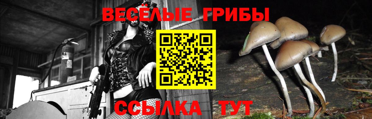 Псилоцибиновые грибы GOLDEN TEACHER Славгород